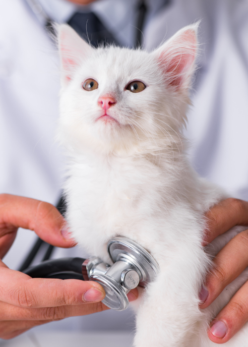 white cat at vet