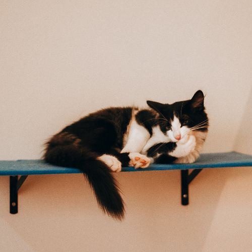 a tuxedo cat laying on a shelf