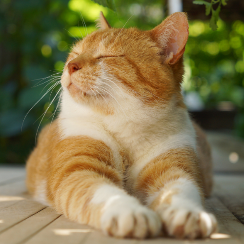 cat, relaxing