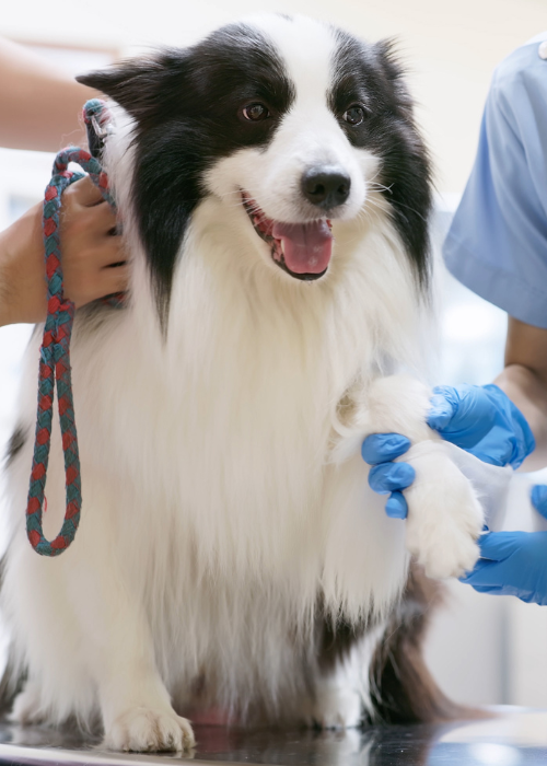 dog at vet