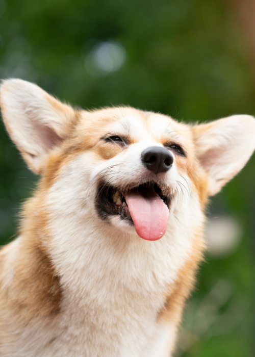 happy dog