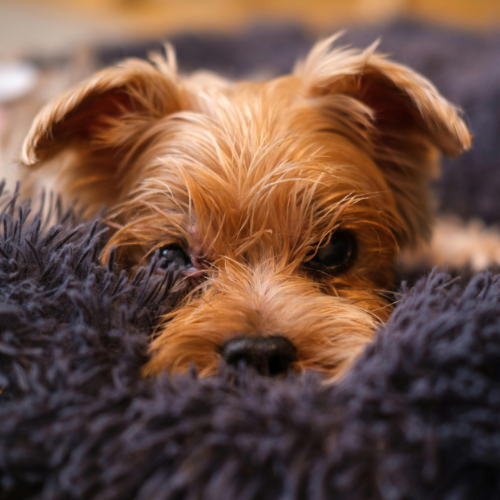 puppy laying in bed