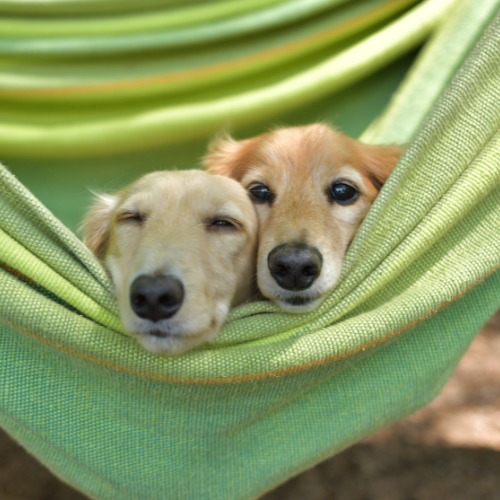 two dogs laying in a hammock