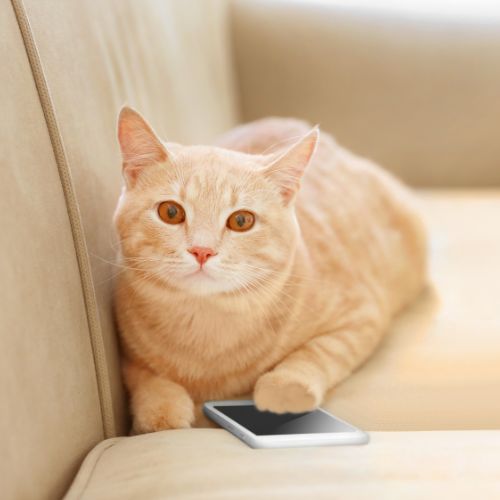 cat on the phone