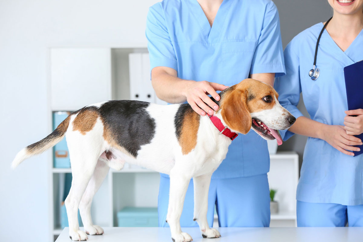 a-checkup-at-the-vet