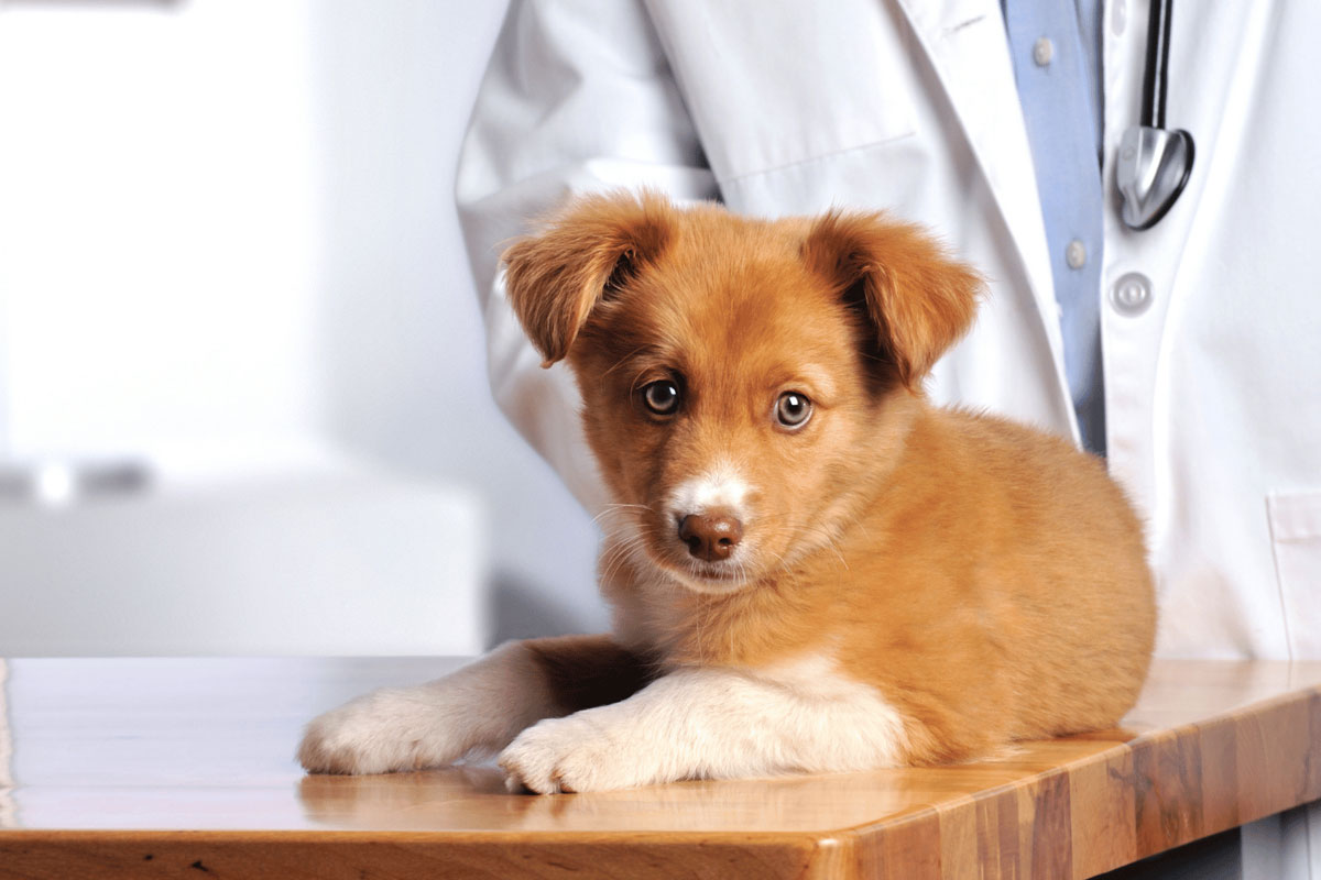 a-dog-with-vet