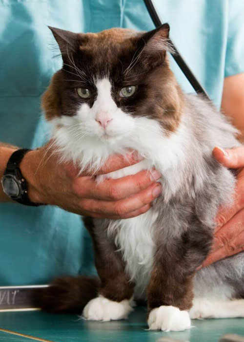 cat-at-the-vet-a-checkup