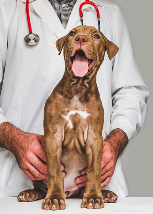 happy-pup-at-the-vet