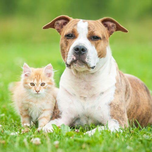 kitten-with-green-eyes