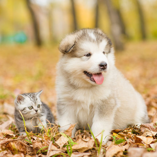 puppy-&-kitten-sitting-together