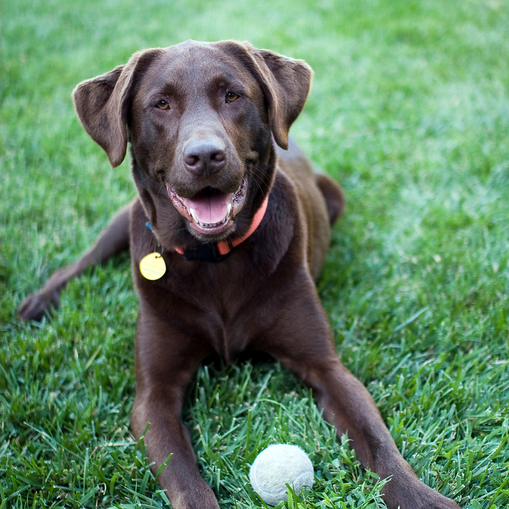 dog laying in the grass